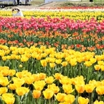 「花のじゅうたん」のように咲き誇る約１００万本のチューリップ＝たんとう花公園