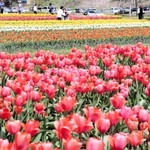 「花のじゅうたん」のように咲き誇る約１００万本のチューリップ＝たんとう花公園