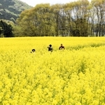 広い花畑の一面に咲き誇るカラシナ＝朝来四季彩の丘