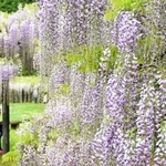 紫や白、ピンクなどの花が咲き誇る白井大町藤公園＝いずれも朝来市和田山町白井 