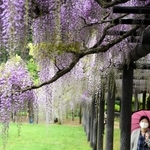 雨の中、傘を差してフジの花を観賞する来場者もいた 