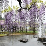 公園の中央では池を囲むようにフジが咲き誇る