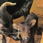 母牛の愛情を受けて育つ但馬牛の子牛＝但馬牧場公園