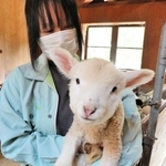 白い毛並みがぬいぐるみのような羊の赤ちゃん＝但馬牧場公園