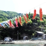 なびいて泳ぐこいのぼり＝香美町香住区鎧