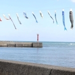 なびいて泳ぐこいのぼり＝香美町香住区鎧