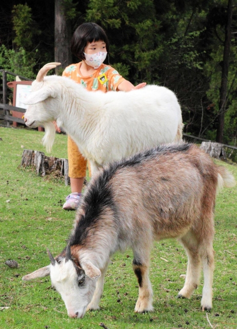 羊やヤギを間近に見学できる「動物ふれあい広場」＝県立但馬牧場公園