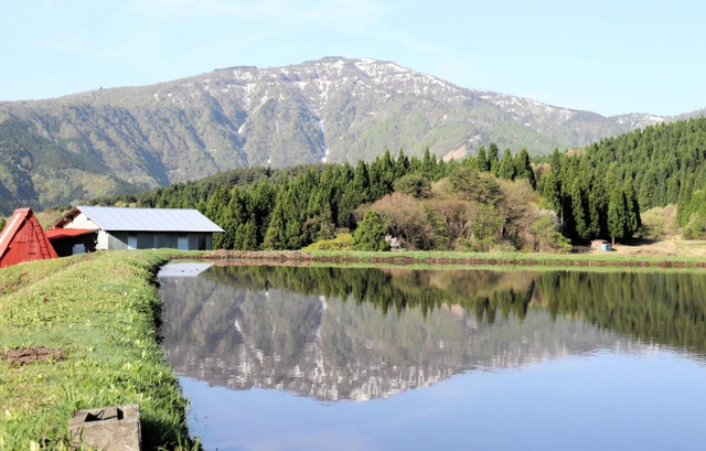 棚田の水面に姿を現した「逆さ氷ノ山」。山頂付近の残雪も映り込んだ＝養父市別宮