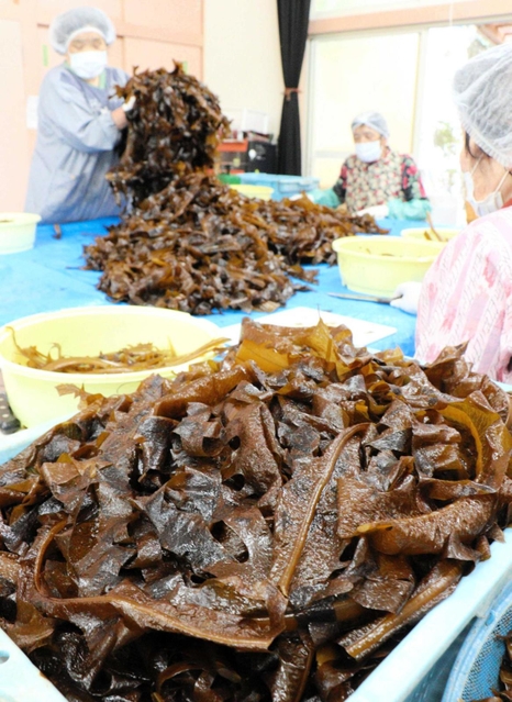 ワカメを選別し、長さを切りそろえる御火浦村おこしグループのメンバー＝新温泉町三尾