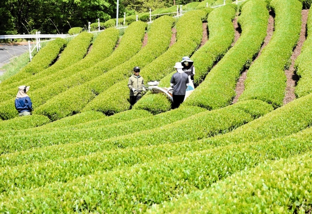 初夏の日差しを浴びながら続く一番茶の収穫＝朝来市八代