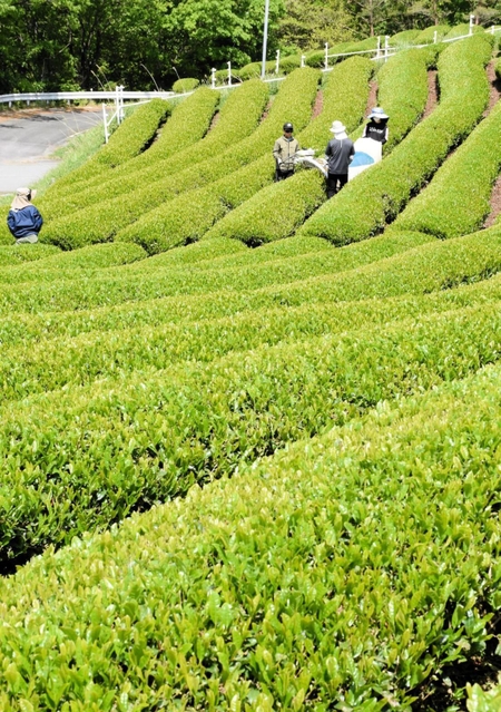 初夏の日差しを浴びながら続く一番茶の収穫＝朝来市八代