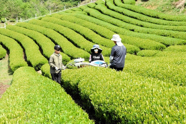 初夏の日差しを浴びながら続く一番茶の収穫＝朝来市八代