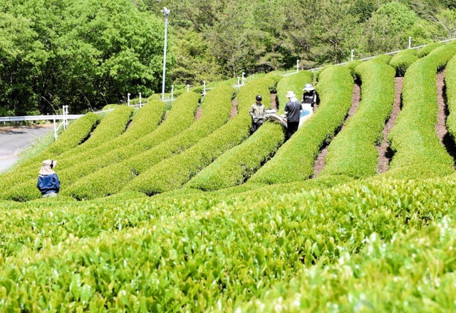 初夏の日差しを浴びながら続く一番茶の収穫＝朝来市八代