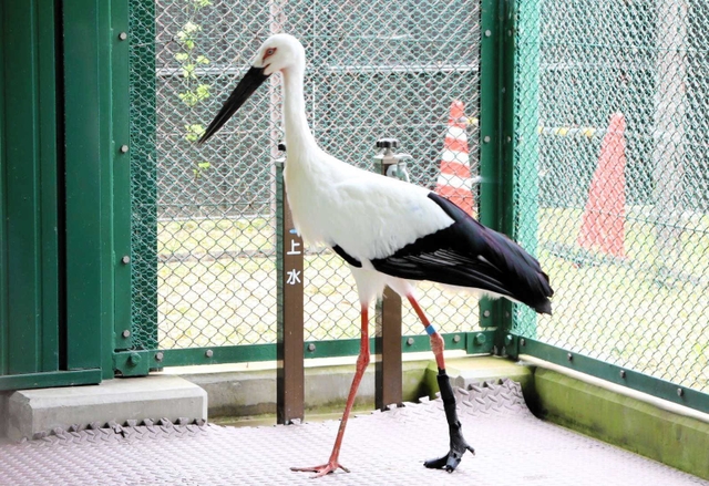 装具を装着して歩くコウノトリ＝県立コウノトリの郷公園