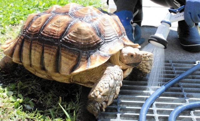 体を洗われるそらちゃん＝香美町香住区余部