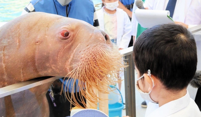 特製歯ブラシでセイウチ「そら」の歯を磨いた＝城崎マリンワールド
