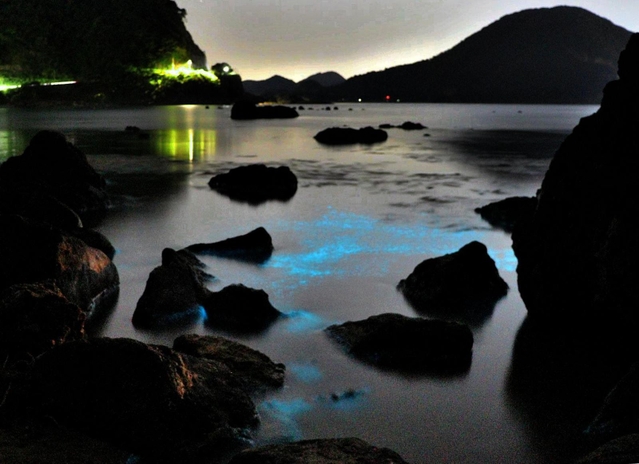 夜の浜辺に現れた夜光虫。波が打ち寄せると、青白く輝く＝香美町香住区（３０秒露光）