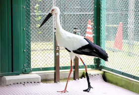 装具を装着して歩くコウノトリ＝県立コウノトリの郷公園