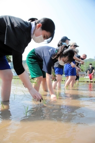 はだしで田んぼに入って苗を植える生徒たち＝豊岡市下宮