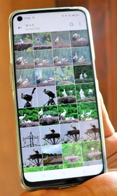 携帯の写真フォルダはコウノトリがずらり＝豊岡市城崎町今津