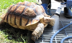 体を洗われるそらちゃん＝香美町香住区余部