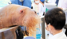 特製歯ブラシでセイウチ「そら」の歯を磨いた＝城崎マリンワールド