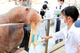 特製歯ブラシでセイウチ「そら」の歯を磨いた＝城崎マリンワールド
