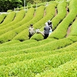 初夏の日差しを浴びながら続く一番茶の収穫＝朝来市八代