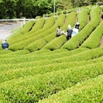 初夏の日差しを浴びながら続く一番茶の収穫＝朝来市八代