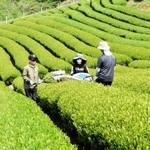 初夏の日差しを浴びながら続く一番茶の収穫＝朝来市八代