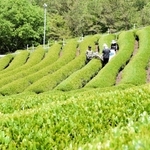 初夏の日差しを浴びながら続く一番茶の収穫＝朝来市八代