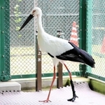 装具を装着して歩くコウノトリ＝県立コウノトリの郷公園