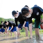 はだしで田んぼに入って苗を植える生徒たち＝豊岡市下宮
