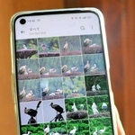 携帯の写真フォルダはコウノトリがずらり＝豊岡市城崎町今津