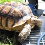 体を洗われるそらちゃん＝香美町香住区余部