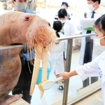 特製歯ブラシでセイウチ「そら」の歯を磨いた＝城崎マリンワールド