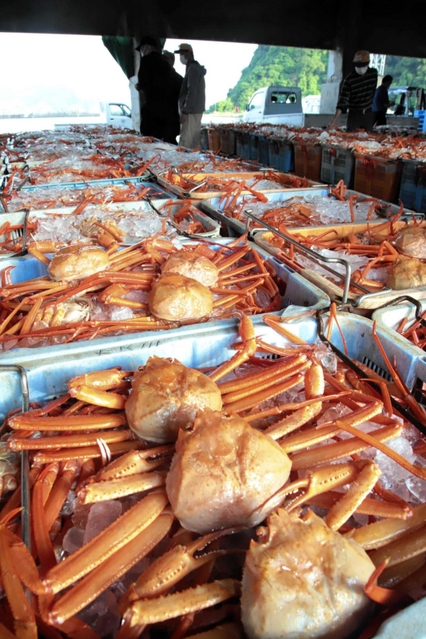 今季最後の競りに掛けられるベニズワイガニ＝香住漁港西港