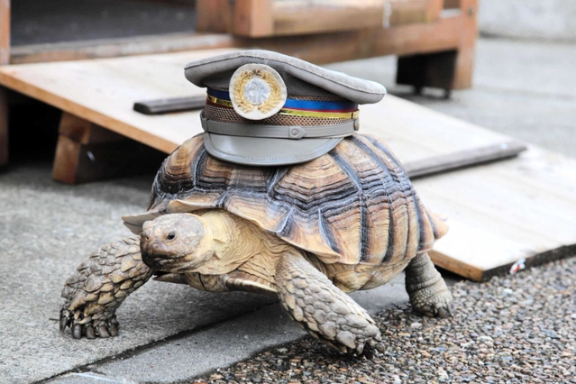 余部鉄橋「空の駅」駅長のケヅメリクガメ「そらちゃん」も「ウェルカメ！」と呼び掛けている＝香美町香住区余部