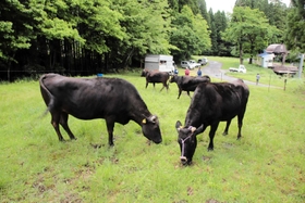 ハチ北高原スキー場に放牧された但馬牛＝香美町村岡区大笹