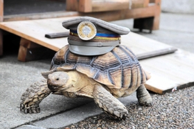 余部鉄橋「空の駅」駅長のケヅメリクガメ「そらちゃん」も「ウェルカメ！」と呼び掛けている＝香美町香住区余部