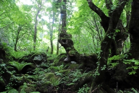 神秘的な景観が広がる「もののけの森」＝香美町村岡区大笹