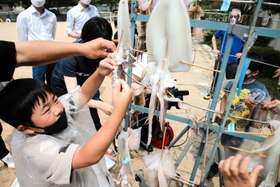 さばいたスルメイカを屋外で干す児童＝長井小学校