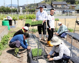 障害者らが参加して行われた小菊の苗の定植。新たな就労モデルを目指す＝朝来市和田山町竹田