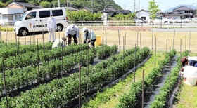 小菊は３０、４０センチ程度に育ち、芽かきや草取りも行った＝６月２日、朝来市和田山町竹田
