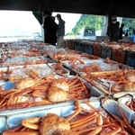 今季最後の競りに掛けられるベニズワイガニ＝香住漁港西港