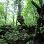 神秘的な景観が広がる「もののけの森」＝香美町村岡区大笹
