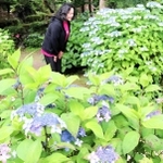 上品に咲き誇るヤマアジサイ＝豊岡市日高町荒川