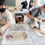 スルメイカに包丁を入れる児童＝長井小学校