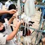さばいたスルメイカを屋外で干す児童＝長井小学校