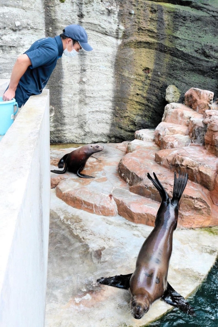 飼育員の佐々木雅大さんの声だけで、「倒立」の技を披露するハマ＝城崎マリンワールド